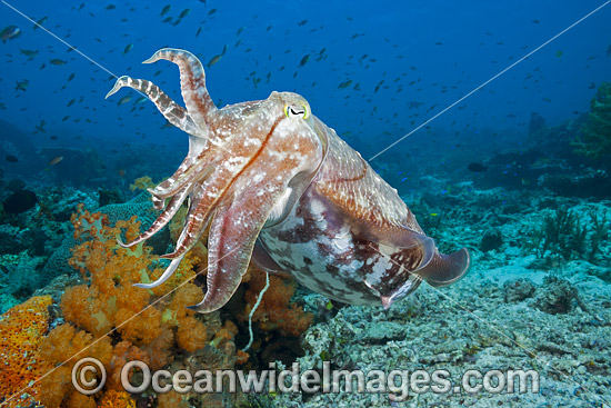 Broadclub Cuttlefish (Sepia latimanus). Found throughout tropical south-east Asia and northern Australia, including the Great Barrier Reef. Photo - David Fleetham Broadclub Cuttlefish (Sepia latimanus). Found throughout tropical south-east Asia and northern Australia, including the Great Barrier Reef. Photo - David Fleetham