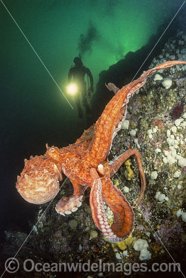 Diver and Giant Pacific Octopus photo