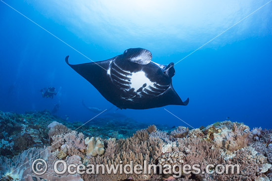 Reef Manta Ray Manta alfredi photo