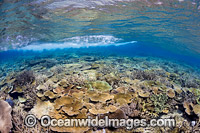 Wave breaking over Coral reef Photo - David Fleetham