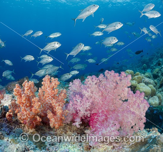 Reef and Fish photo