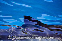 Great White Shark on surface Photo - David Fleetham