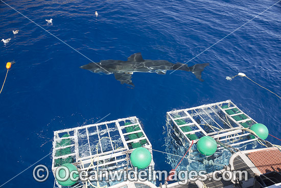 Great White Shark cages photo