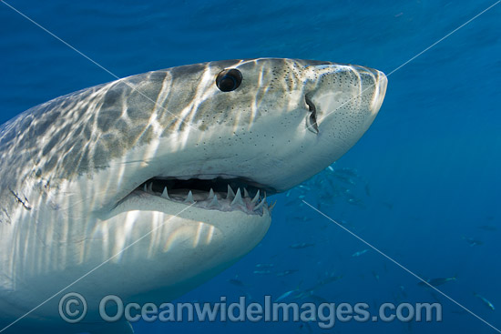 Great White Shark underwater photo