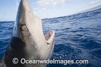 Galapagos Shark jaws Photo - David Fleetham