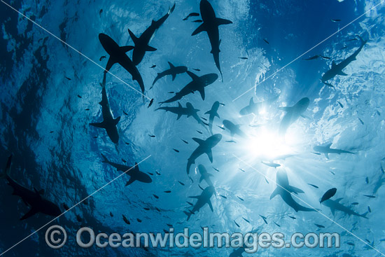 Schooling Grey Reef Sharks photo