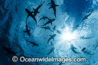 Schooling Grey Reef Sharks Photo - David Fleetham