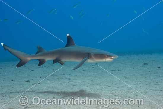 Whitetip Reef Shark Hawaii photo