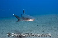 Whitetip Reef Shark Hawaii Photo - David Fleetham