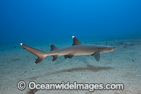 Whitetip Reef Shark Hawaii Photo - David Fleetham