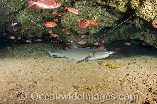 Whitetip Reef Shark Hawaii photo