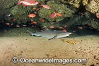 Whitetip Reef Shark Hawaii Photo - David Fleetham
