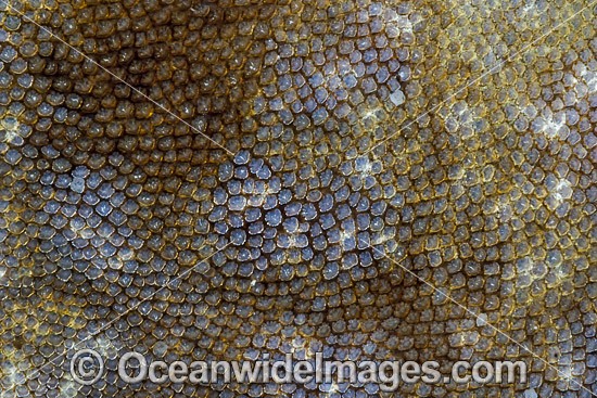 Tasselled Wobbegong skin deniticles photo