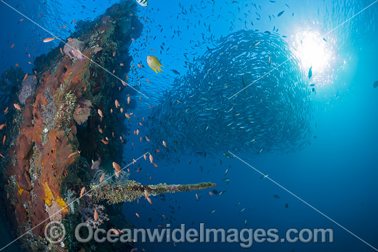 Schooling Bigeye Jacks (Caranx sexfasciatus) on the Liberty Shipwreck, Tulamben, Bali, Indonesia. Photo - David Fleetham Schooling Bigeye Jacks (Caranx sexfasciatus) on the Liberty Shipwreck, Tulamben, Bali, Indonesia. Photo - David Fleetham