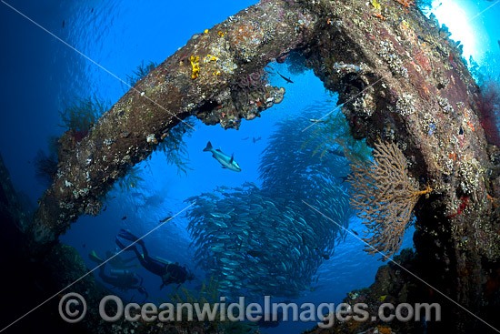 Liberty Shipwreck Tulamben photo