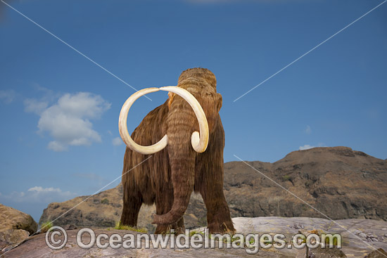 Woolly Mammoth photo