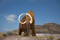 Woolly Mammoth Photo - David Fleetham