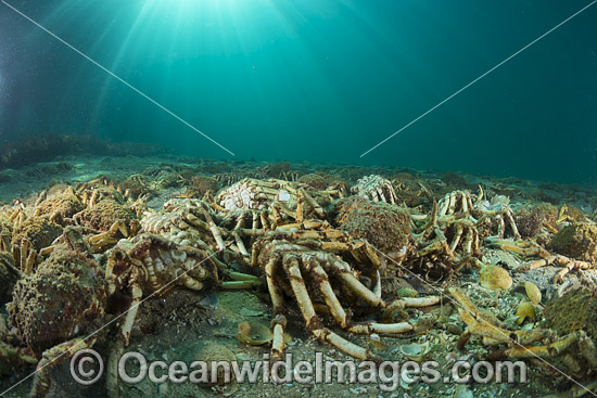 Giant Spider Crab shells photo