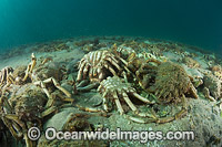 Giant Spider Crab shells Photo - Gary Bell