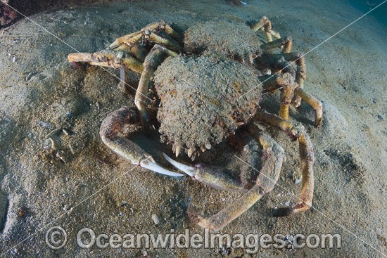Giant Spider Crab shells photo