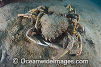 Giant Spider Crab shells Photo - Gary Bell