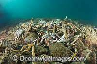 Giant Spider Crab shells Photo - Gary Bell