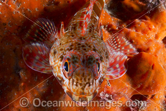 Marble Dragonet Victoria photo Marble Dragonet Victoria photo