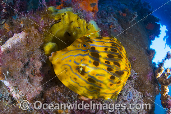 Mosaic Leatherjacket under Blairgowrie Jetty photo Mosaic Leatherjacket under Blairgowrie Jetty photo