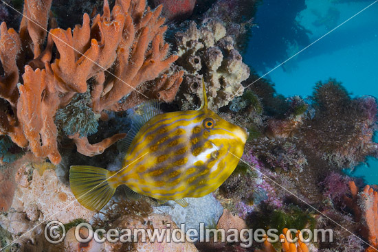 Mosaic Leatherjacket (Eubalichthys mosaicus), amongst colourful sea sponges and other invertebrate life attached to a pylon beneath Blairgowrie Jetty. Port Phillip Bay, Mornington Peninsula, Victoria, Australia. Photo - Gary Bell Mosaic Leatherjacket (Eubalichthys mosaicus), amongst colourful sea sponges and other invertebrate life attached to a pylon beneath Blairgowrie Jetty. Port Phillip Bay, Mornington Peninsula, Victoria, Australia. Photo - Gary Bell