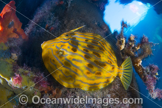 Mosaic Leatherjacket Eubalichthys mosaicus photo