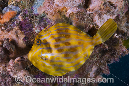 Mosaic Leatherjacket amongst colourful sponges photo