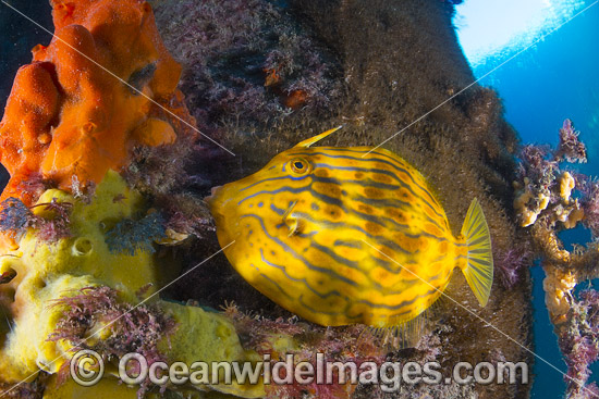 Mosaic Leatherjacket under Blairgowrie Jetty photo