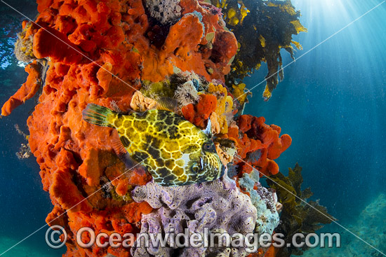 Juvenile Gunn's Leatherjacket (Eubalichthys gunnii), amongst colourful sea sponges and other invertebrate life attached to a pylon beneath Blairgowrie Jetty. Port Phillip Bay, Mornington Peninsula, Victoria, Australia. Photo - Gary Bell Juvenile Gunn's Leatherjacket (Eubalichthys gunnii), amongst colourful sea sponges and other invertebrate life attached to a pylon beneath Blairgowrie Jetty. Port Phillip Bay, Mornington Peninsula, Victoria, Australia. Photo - Gary Bell