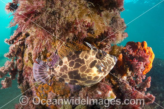 Juvenile Gunn's Leatherjacket (Eubalichthys gunnii), amongst colourful sea sponges and other invertebrate life attached to a pylon beneath Blairgowrie Jetty. Port Phillip Bay, Mornington Peninsula, Victoria, Australia. Photo - Gary Bell Juvenile Gunn's Leatherjacket (Eubalichthys gunnii), amongst colourful sea sponges and other invertebrate life attached to a pylon beneath Blairgowrie Jetty. Port Phillip Bay, Mornington Peninsula, Victoria, Australia. Photo - Gary Bell