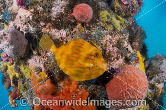 Mosaic Leatherjacket (Eubalichthys mosaicus), amongst colourful sea sponges and other invertebrate life attached to a pylon beneath Blairgowrie Jetty. Port Phillip Bay, Mornington Peninsula, Victoria, Australia. Photo - Gary Bell Mosaic Leatherjacket (Eubalichthys mosaicus), amongst colourful sea sponges and other invertebrate life attached to a pylon beneath Blairgowrie Jetty. Port Phillip Bay, Mornington Peninsula, Victoria, Australia. Photo - Gary Bell