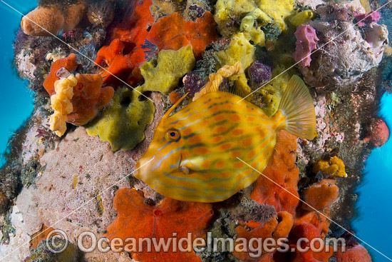 Mosaic Leatherjacket (Eubalichthys mosaicus), amongst colourful sea sponges and other invertebrate life attached to a pylon beneath Blairgowrie Jetty. Port Phillip Bay, Mornington Peninsula, Victoria, Australia. Photo - Gary Bell Mosaic Leatherjacket (Eubalichthys mosaicus), amongst colourful sea sponges and other invertebrate life attached to a pylon beneath Blairgowrie Jetty. Port Phillip Bay, Mornington Peninsula, Victoria, Australia. Photo - Gary Bell