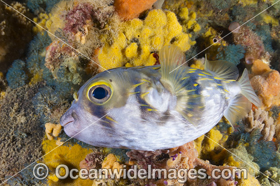 Globefish Australia photo Globefish Australia photo