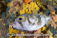 Globefish Australia Photo - Gary Bell