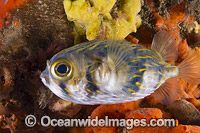 Globefish Port Phillip Bay Photo - Gary Bell