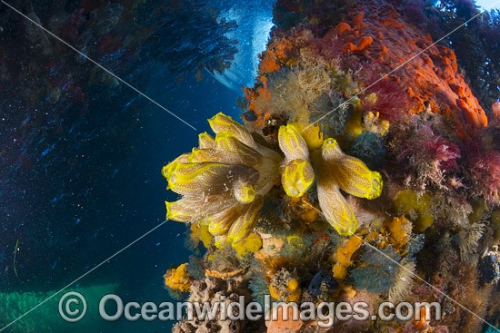 Tunicates on Jetty Pylon photo