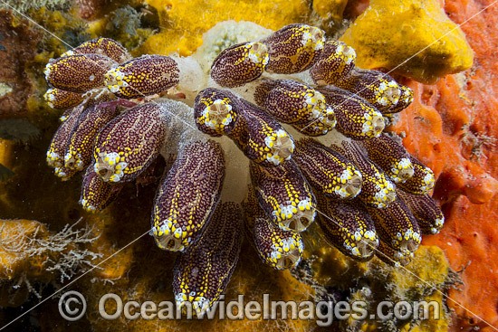 Tunicates Port Phillip Bay photo