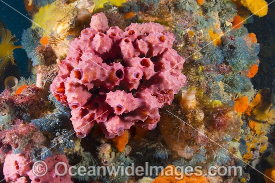 Pink Sea Sponge on Jetty pylon photo
