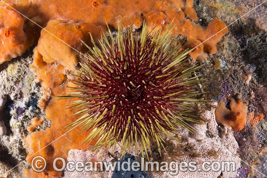 Sea Urchin (Heliocidaris erythrogramma). Found on sheltered and exposed reefs throughout southern Australia, from Shark Bay, WA, to southern Qld, including Tas. Photo taken Port Phillip Bay, Vic, Australia. Photo - Gary Bell