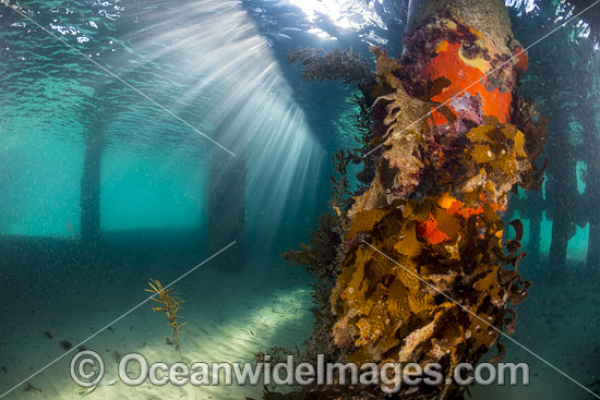 Sun rays filter through the surface on to the pylons of Blairgowrie Jetty, decorated in colourful sea sponges and sea weed. Port Phillip Bay, Mornington Peninsula, Victoria, Australia. Photo - Gary Bell