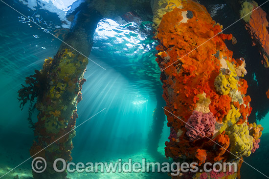 Sun rays filter through the surface on to the pylons of Blairgowrie Jetty, decorated in colourful sea sponges and sea weed. Port Phillip Bay, Mornington Peninsula, Victoria, Australia. Photo - Gary Bell Sun rays filter through the surface on to the pylons of Blairgowrie Jetty, decorated in colourful sea sponges and sea weed. Port Phillip Bay, Mornington Peninsula, Victoria, Australia. Photo - Gary Bell