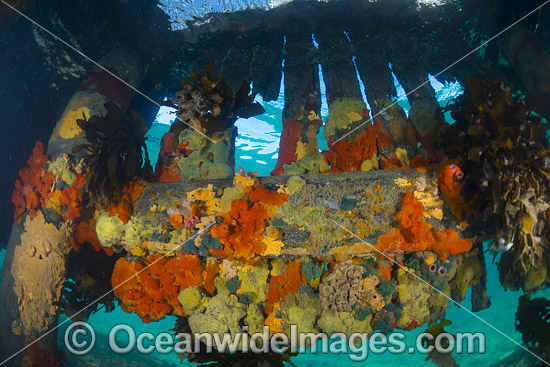 Colourful sea sponges and sea weeds decorate the pylons and cross beams under Blairgowrie Jetty. Port Phillip Bay, Mornington Peninsula, Victoria, Australia. Photo - Gary Bell Colourful sea sponges and sea weeds decorate the pylons and cross beams under Blairgowrie Jetty. Port Phillip Bay, Mornington Peninsula, Victoria, Australia. Photo - Gary Bell