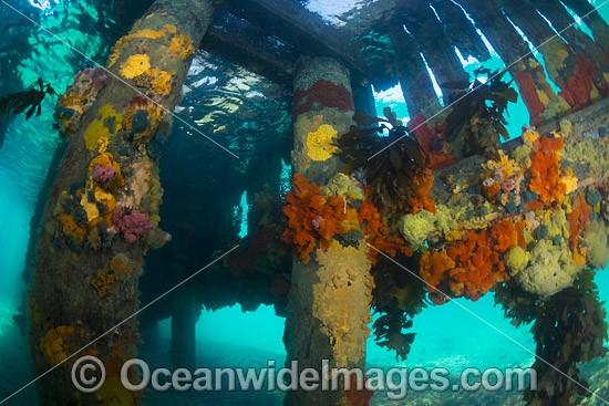 Colourful sea sponges and sea weeds decorate the pylons and cross beams under Blairgowrie Jetty. Port Phillip Bay, Mornington Peninsula, Victoria, Australia. Photo - Gary Bell
