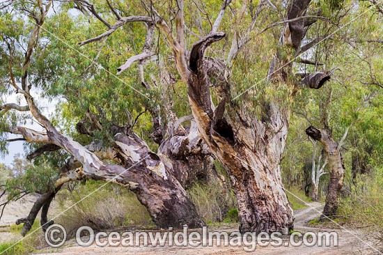 River Red Gums Darling River photo