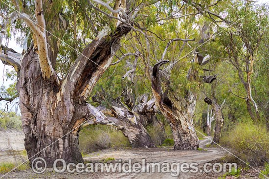 River Red Gums Darling River photo