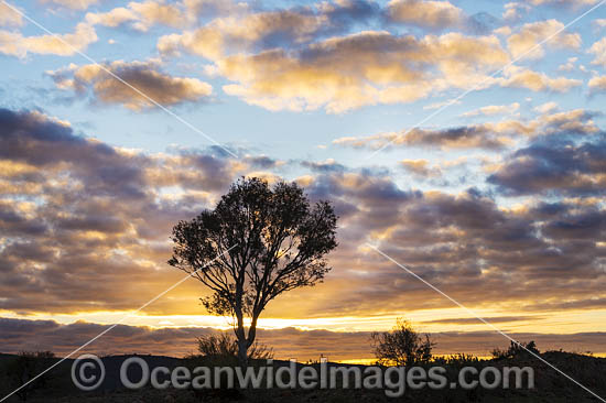 Ouback Sunrise photo
